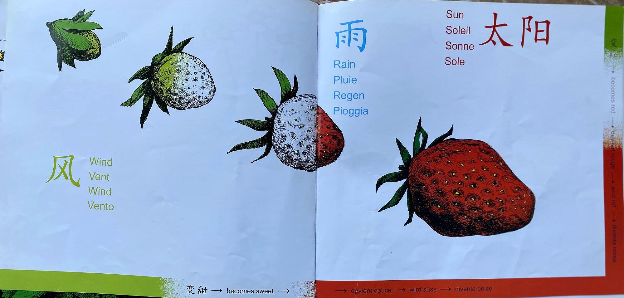 《草莓》:让孩子被优美的语言滋润,获得更广阔的视觉体验